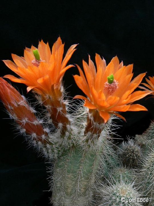 Echinocereus salm-dyckianus ex salmianus JLcoll.1258